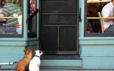 Dankzij dierenbuddy’s blijven baas en dier bij elkaar